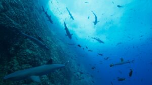 OUR OCEANS – 1. Sezon 2. Bölüm Izle