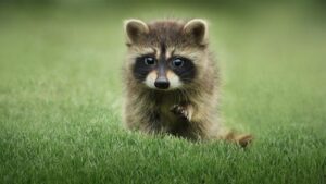 THE SECRET LIVES OF ANIMALS – 1. Sezon 6. Bölüm Izle